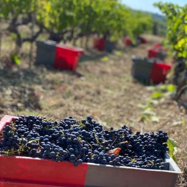 Domaine de La Bruge - Les Agrions - Mathieu & Quentin ROBERT