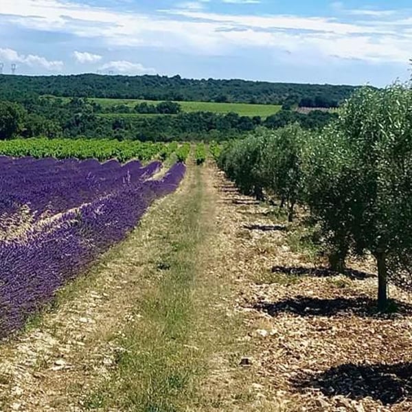 Domaine de La Bruge - Les Agrions - Mathieu & Quentin ROBERT