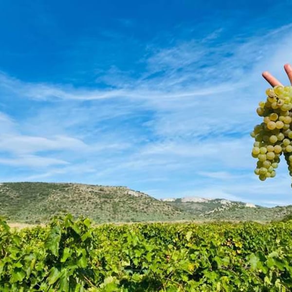 Domaine de La Bruge - Les Agrions - Mathieu & Quentin ROBERT