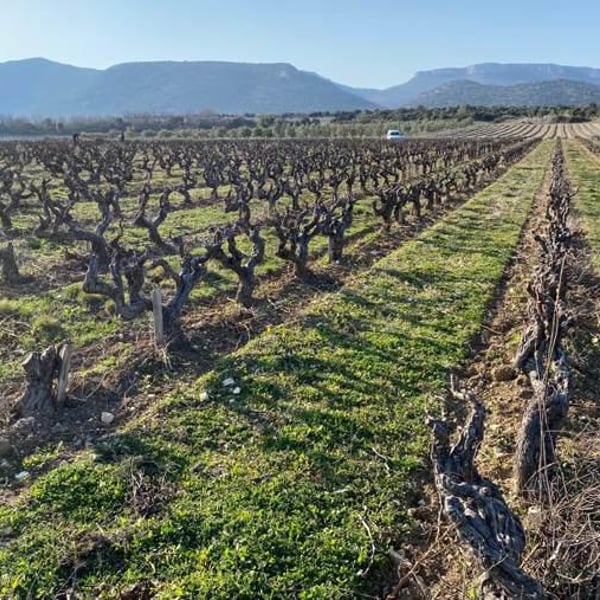 Domaine de La Bruge - Les Agrions - Mathieu & Quentin ROBERT