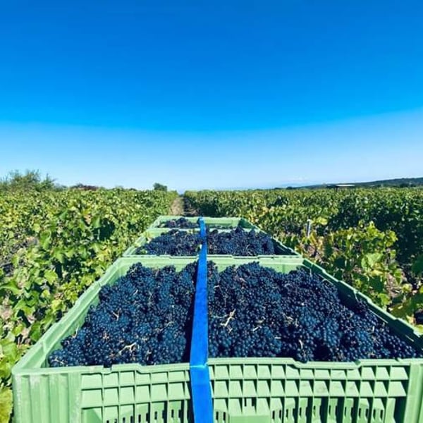 Domaine de La Bruge - Les Agrions - Mathieu & Quentin ROBERT