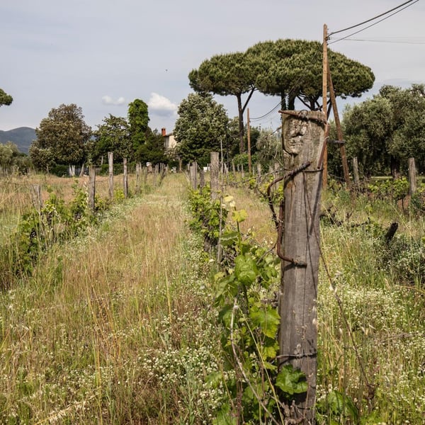 Azienda Agricola Matteo Niccolai - Matteo Niccolai