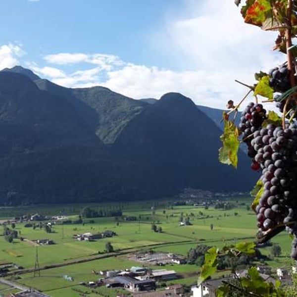 Azienda agricola Franzina - Mattia Franzina