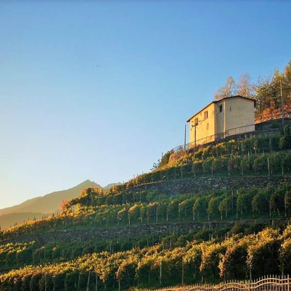 Azienda agricola Franzina - Mattia Franzina