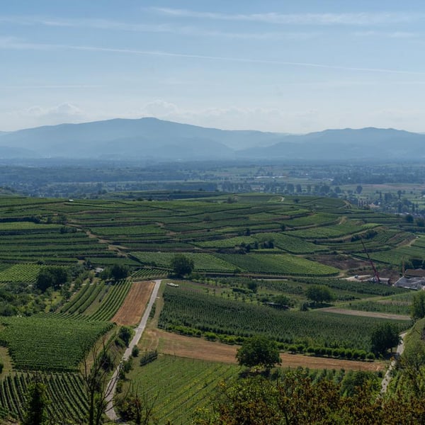 Weingut Höfflin - Matthias und Julius Höfflin