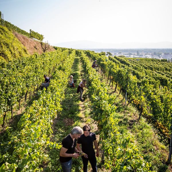 Weingut Höfflin - Matthias und Julius Höfflin