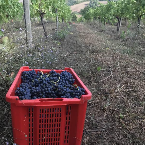 Scandelara - Azienda Agricola Castel Arienti - Mattia Donini