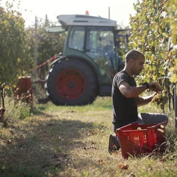Azienda Agricola Il Cavallino - Sauro Maule