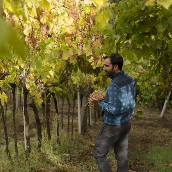 Azienda Agricola Il Cavallino - Sauro Maule