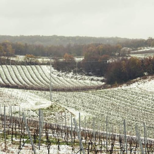 Azienda Agricola Il Cavallino - Sauro Maule