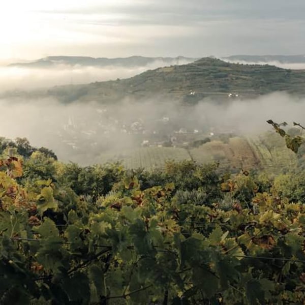 Azienda Agricola Il Cavallino - Sauro Maule