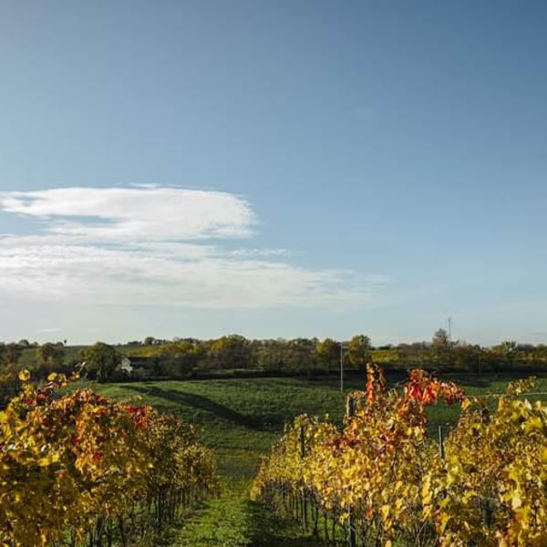 Azienda Agricola Il Cavallino - Sauro Maule