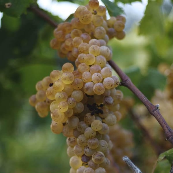 Azienda Agricola Il Cavallino - Sauro Maule