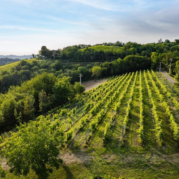 Tenuta Magrini - Maura Satta Flores