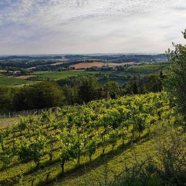 Tenuta Magrini - Maura Satta Flores
