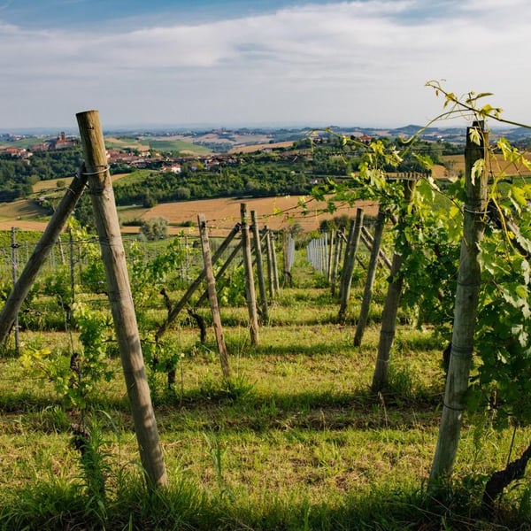 Tenuta Magrini - Maura Satta Flores