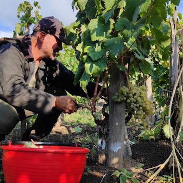 Azienda Agricola Grottafumata - Mauro Cutuli & Mariangela Prestifilippo