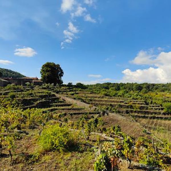 Azienda Agricola Grottafumata - Mauro Cutuli & Mariangela Prestifilippo
