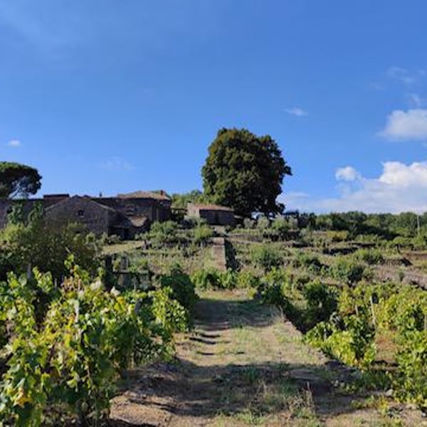 Azienda Agricola Grottafumata - Mauro Cutuli & Mariangela Prestifilippo