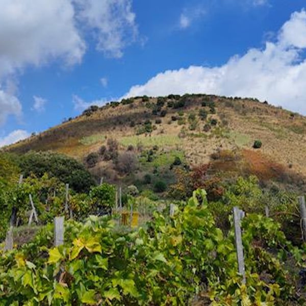 Azienda Agricola Grottafumata - Mauro Cutuli & Mariangela Prestifilippo