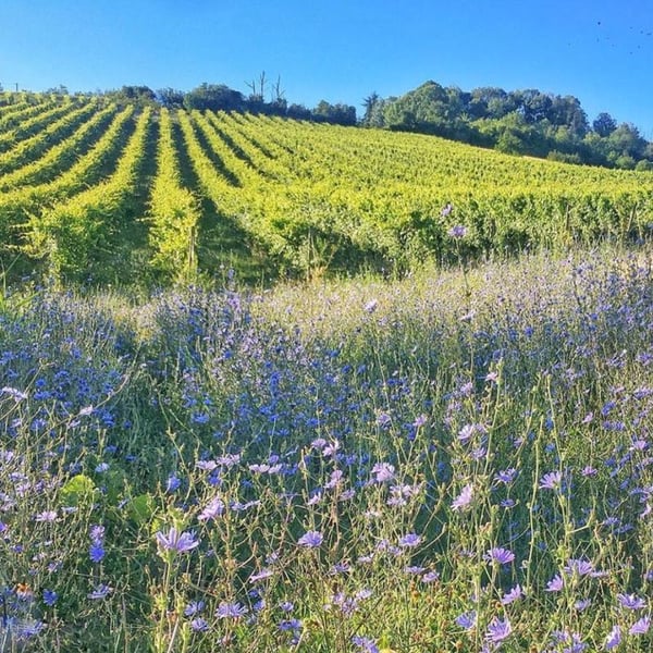 Podere Sottoilnoce - Max Brondolo