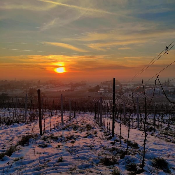 Weingut Max Jäck - Max Jäck