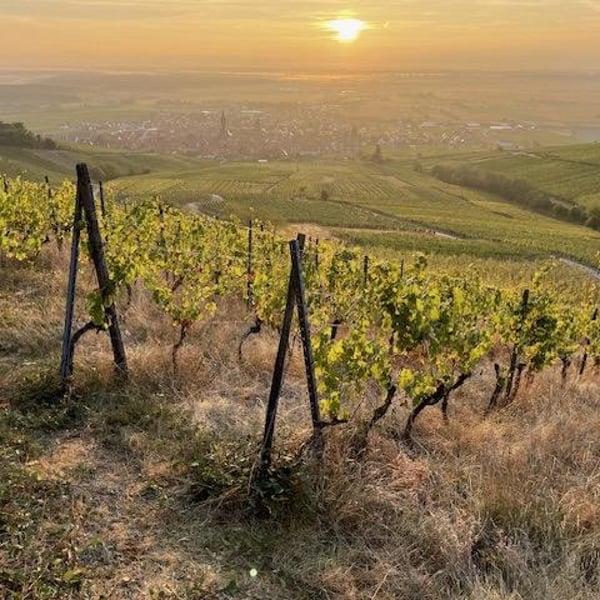 Domaine Schaeffer-Woerly - Maxime, Lucie & Vincent Woerly