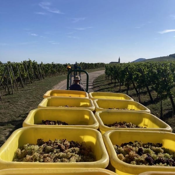 Domaine Schaeffer-Woerly - Maxime, Lucie & Vincent Woerly