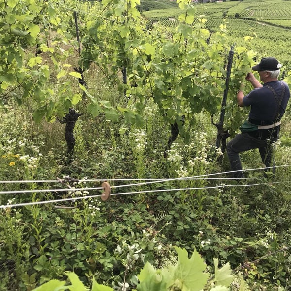 Domaine Schaeffer-Woerly - Maxime, Lucie & Vincent Woerly