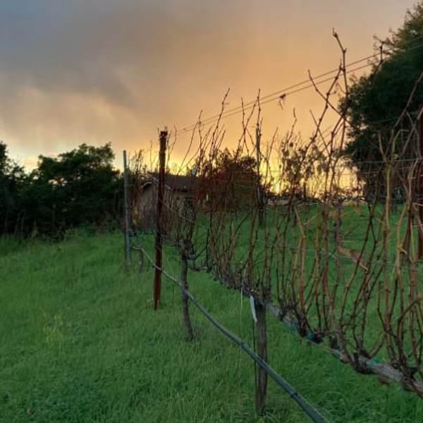 Margins Wine - Megan Bell