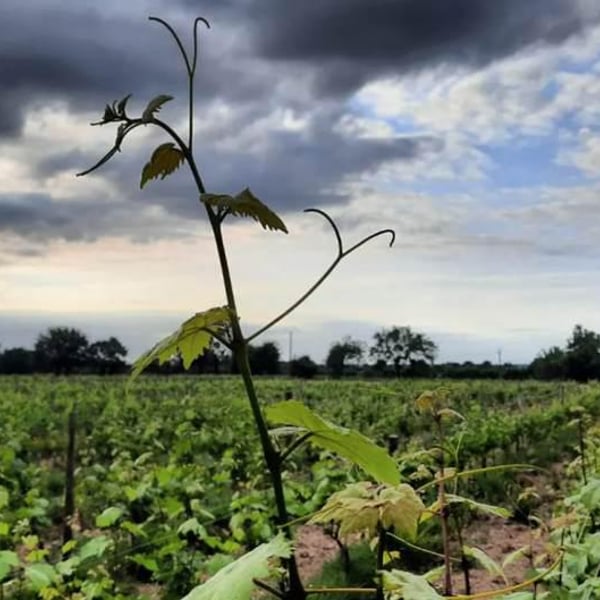 Mélanie Dedron Et Igor Denat