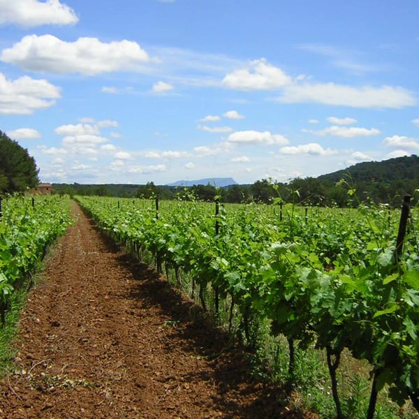 Villa Minna Vineyard - Meryl & Arno Straupe-Luc