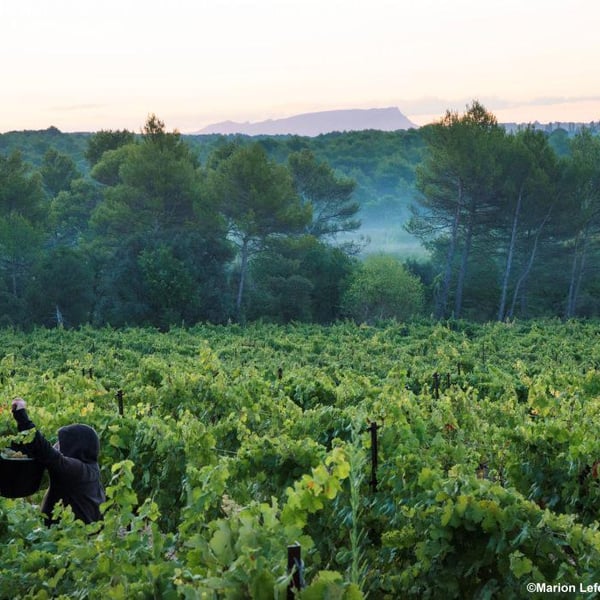 Villa Minna Vineyard - Meryl & Arno Straupe-Luc