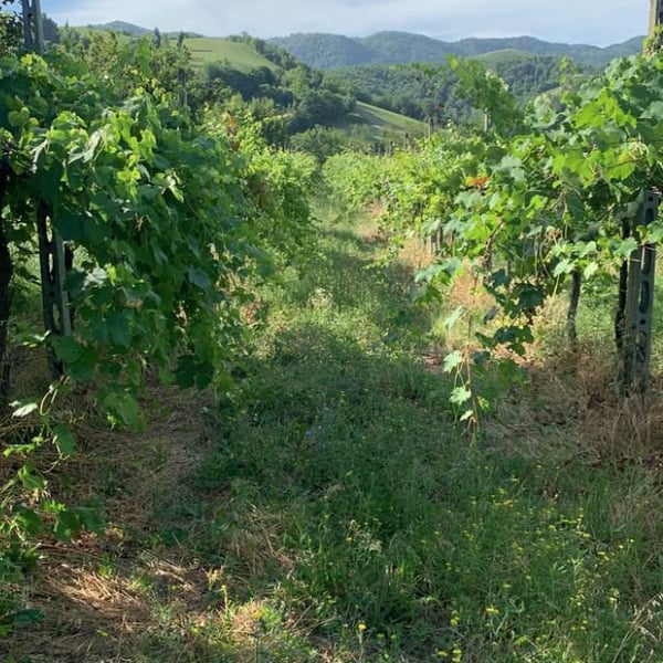 Remedio Vini - Michael Cararro, Alessandro Stefani