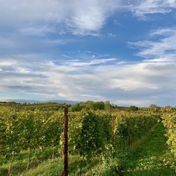 Weinhof Uibel - Michaela & Leo Uibel
