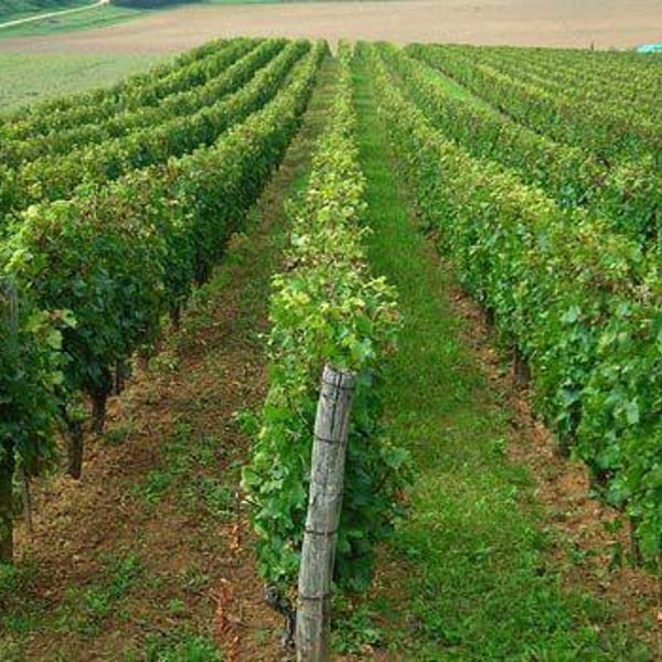 Domaine des Ronces - Michel & Kevin Mazier