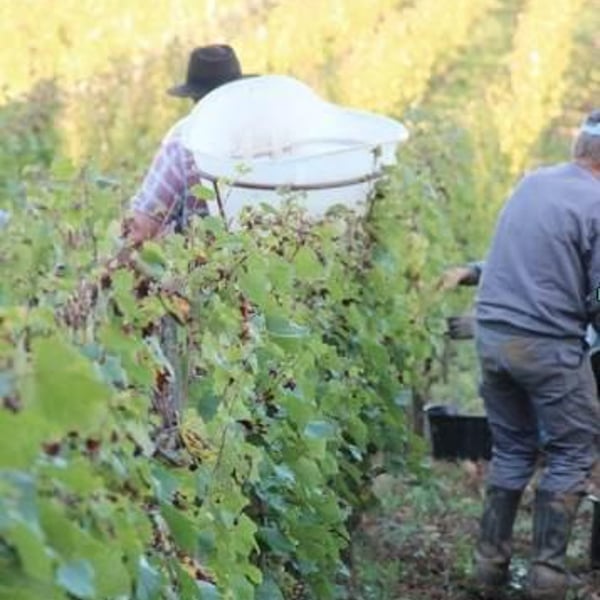 Domaine des Ronces - Michel & Kevin Mazier
