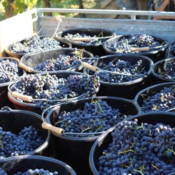 Domaine Entras - Michel Maestrojuan