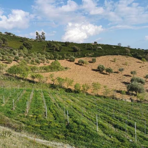 Azienda Agricola Schirru - Michele & Marco Schirru