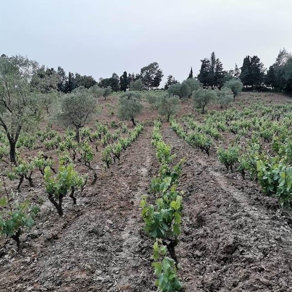 Azienda Agricola Schirru - Michele & Marco Schirru