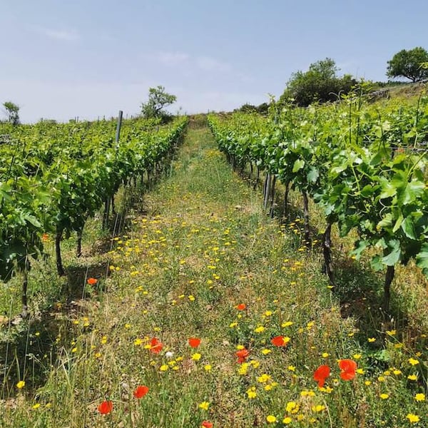 Azienda Agricola Schirru - Michele & Marco Schirru