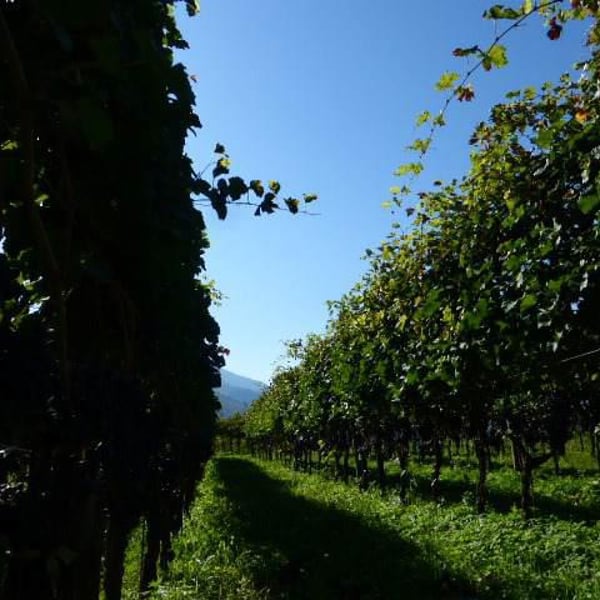 Azienda Agricola Gino Pedrotti - Michele Pedrotti