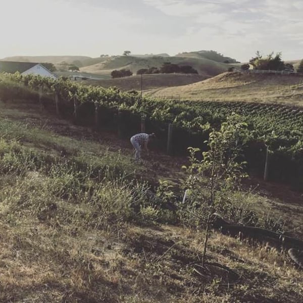 Lo-Fi Wines - Mike Roth & Craig Winchester
