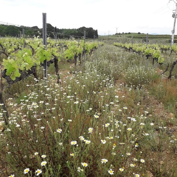 Domaine du Lendemain - Mireille Ribière