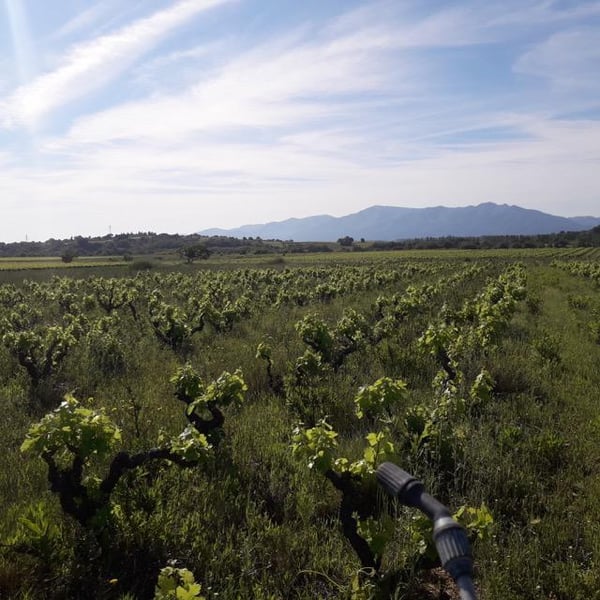 Domaine du Lendemain - Mireille Ribière