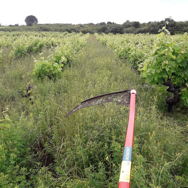 Domaine du Lendemain - Mireille Ribière