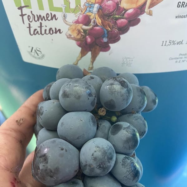 Wild Fermentation - Monica y Estrella Zas