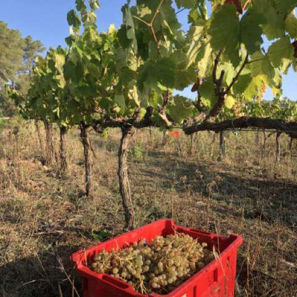 Clot de les Soleres - Montse i Carles Mora Ferrer