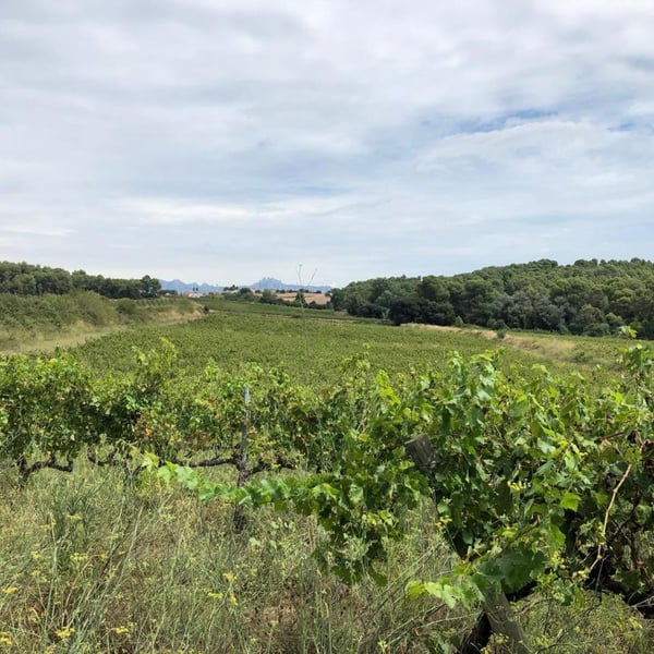 Clot de les Soleres - Montse i Carles Mora Ferrer