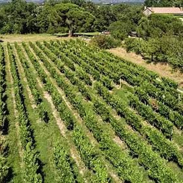 Château Terre Fauve - Morgane Jouan & Nicolas Baudet